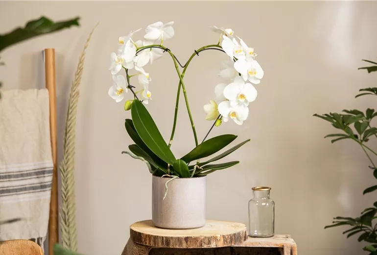 Phalaenopsis, Herz Phalaenopsis, Herz