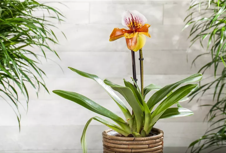 Paphiopedilum 'Americana' Paphiopedilum 'Americana'