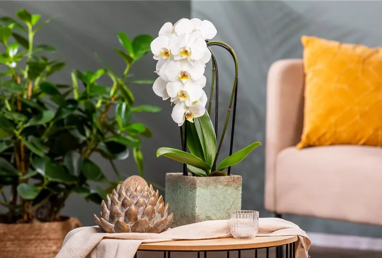 Phalaenopsis 'Elegant Cascade' Phalaenopsis 'Elegant Cascade'