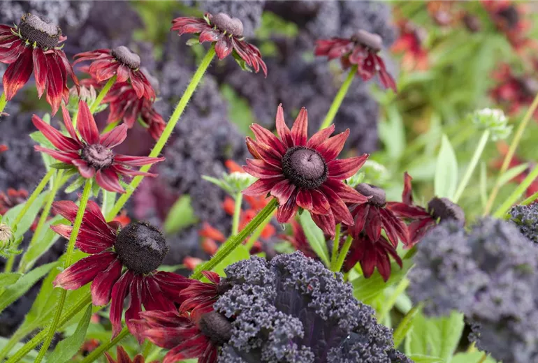 Rudbeckia hirta 'Cherry Brandy' Rudbeckia hirta 'Cherry Brandy'