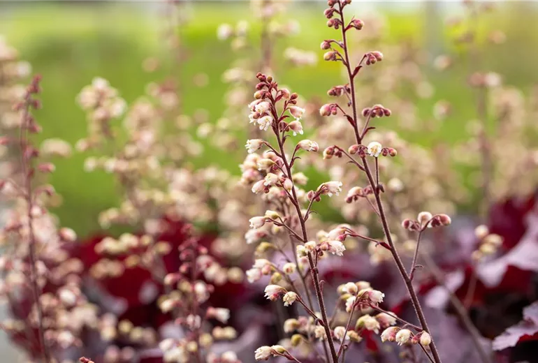 Heuchera 'Rex Purple' Heuchera 'Rex Purple'