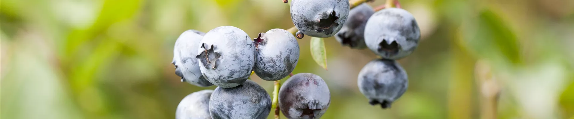 Vaccinium corymbosum Vaccinium corymbosum
