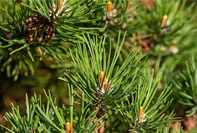 Pinus mugo 'Laurin' Pinus mugo 'Laurin'