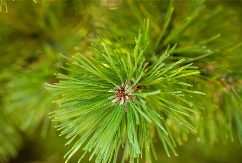 Pinus mugo 'Dirk' Pinus mugo 'Dirk'