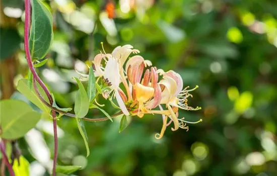 Die Vielfalt der Kletterpflanzen – Hoch hinaus in bunten Farben Die Vielfalt der Kletterpflanzen – Hoch hinaus in bunten Farben