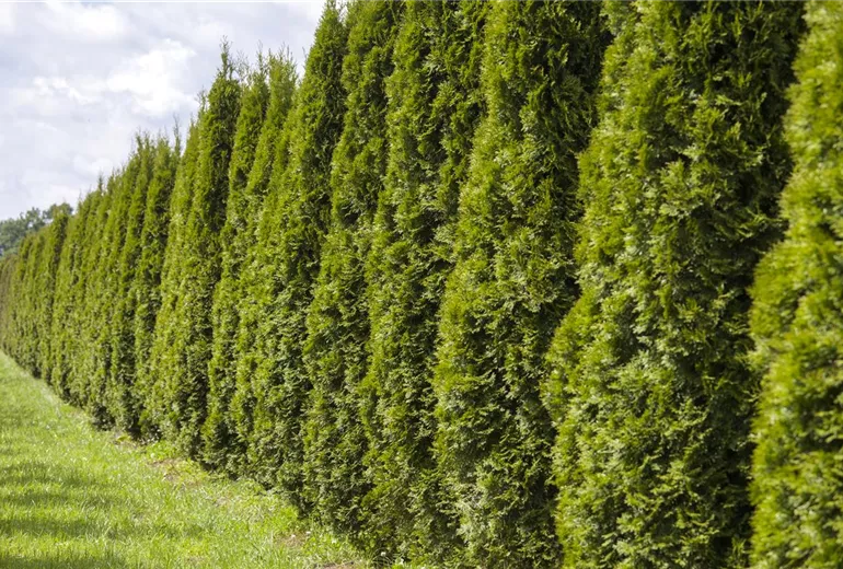 Thuja occidentalis 'Smaragd' Thuja occidentalis 'Smaragd'