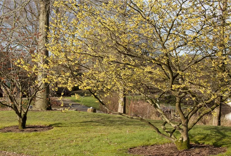 Hamamelis x intermedia 'Primavera' Hamamelis x intermedia 'Primavera'