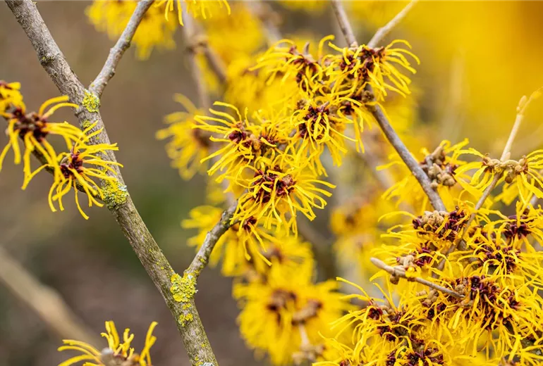 Hamamelis x intermedia 'Barmstedt´s Gold' Hamamelis x intermedia 'Barmstedt´s Gold'