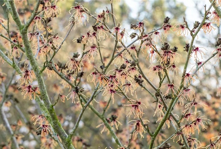 Hamamelis x intermedia 'Spanish Spider' Hamamelis x intermedia 'Spanish Spider'