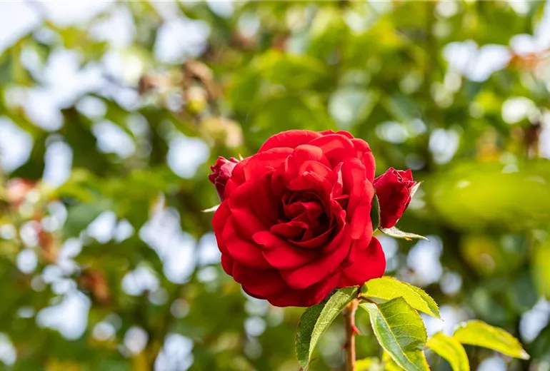 Kletterrose, rot Kletterrose, rot