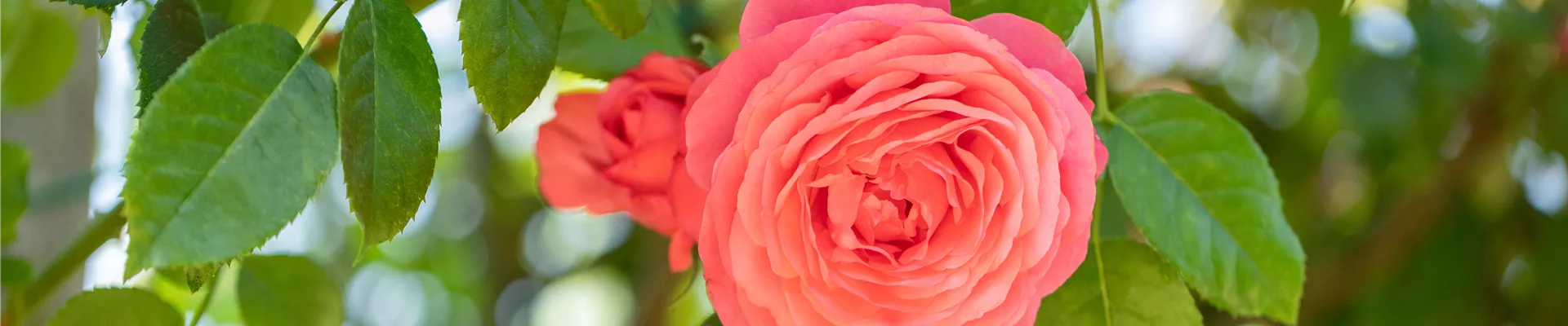 Kletterrose, rot Kletterrose, rot