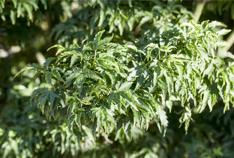 Acer palmatum 'Shishigashiri' Acer palmatum 'Shishigashiri'