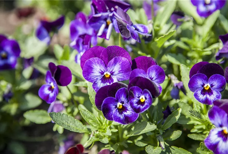 Viola tricolor Viola tricolor