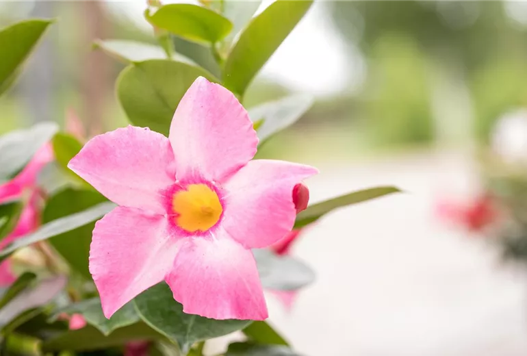 Mandevilla Mandevilla