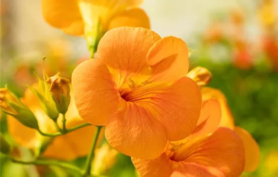 Kletterpflanzen einpflanzen – So wird’s im Garten märchenhaft Kletterpflanzen einpflanzen – So wird’s im Garten märchenhaft