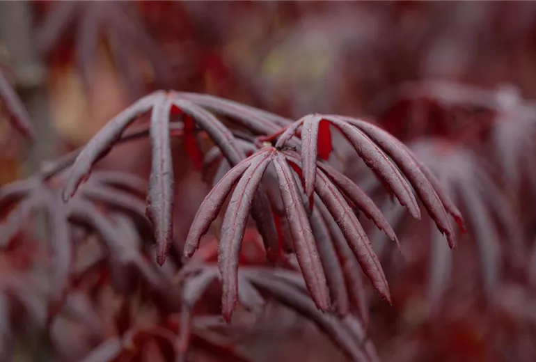 Acer palmatum 'Trompenburg' Acer palmatum 'Trompenburg'