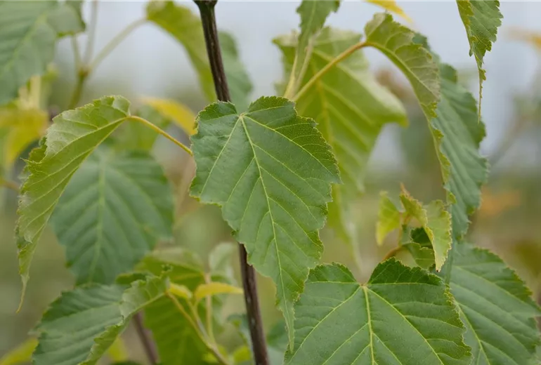Acer davidii Acer davidii