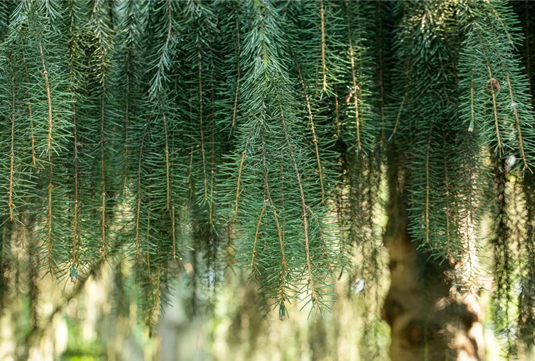 Picea breweriana Picea breweriana