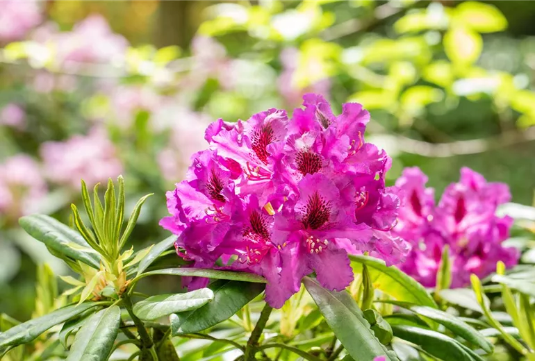 Rhododendron großblumig, pink Rhododendron großblumig, pink