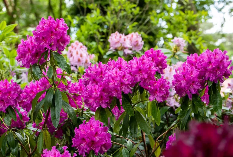 Rhododendron großblumig, pink Rhododendron großblumig, pink