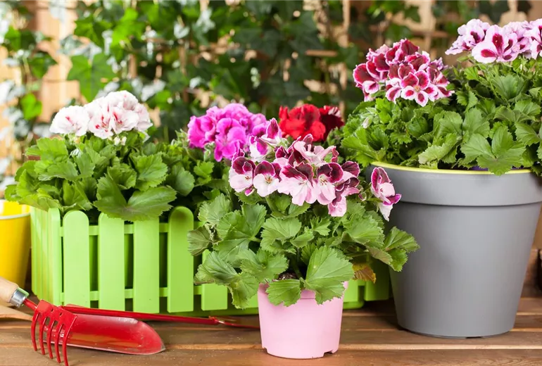 Pelargonium grandiflorum Pelargonium grandiflorum