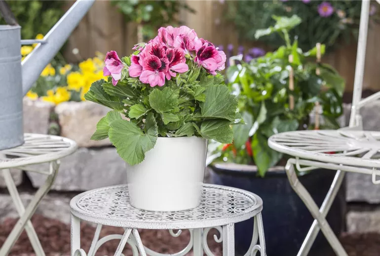 Pelargonium grandiflorum Pelargonium grandiflorum