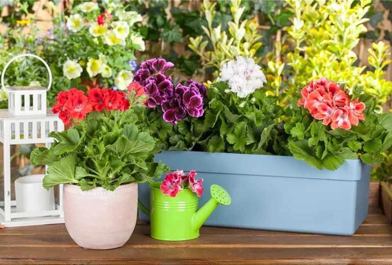 Pelargonium grandiflorum Pelargonium grandiflorum