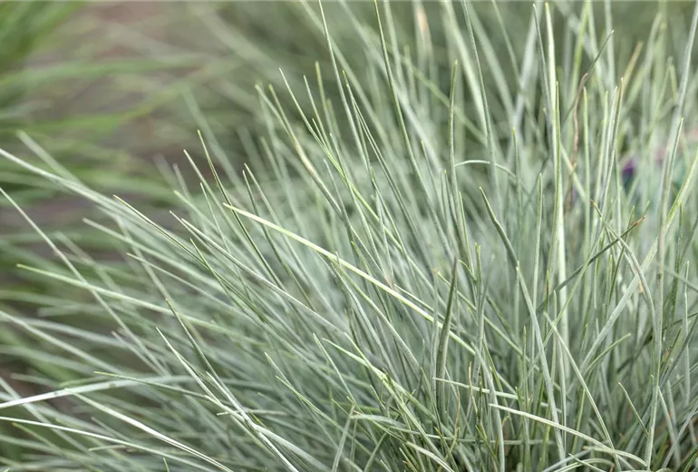Festuca glauca Festuca glauca