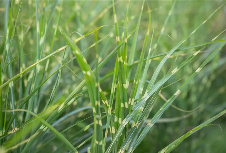 Miscanthus sinensis 'Zebrinus' Miscanthus sinensis 'Zebrinus'