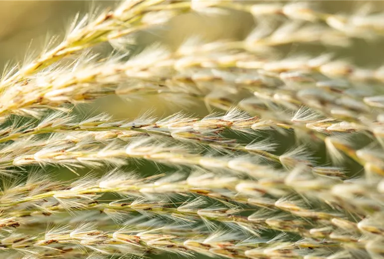 Miscanthus sinensis Miscanthus sinensis