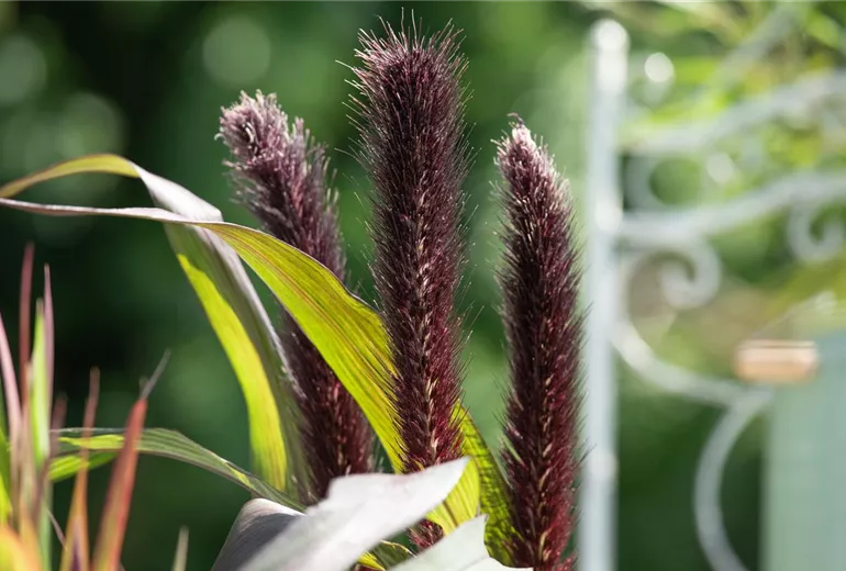 Pennisetum glaucum 'Purple Baron'
