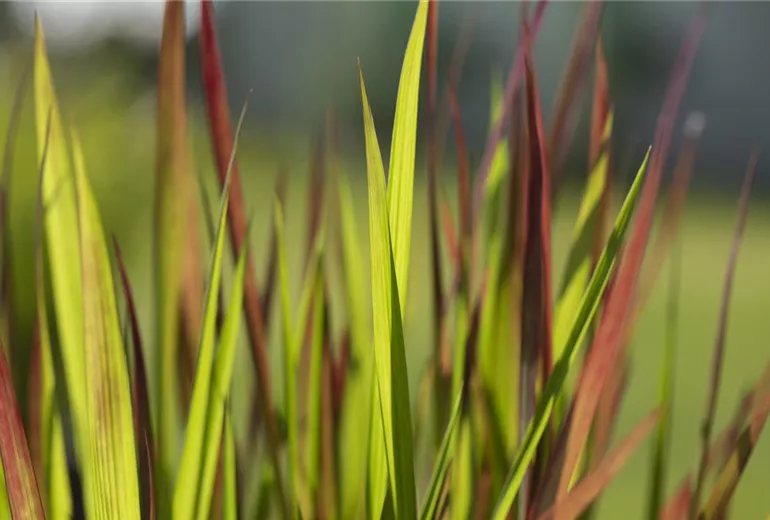 Imperata cylindrica 'Red Baron'