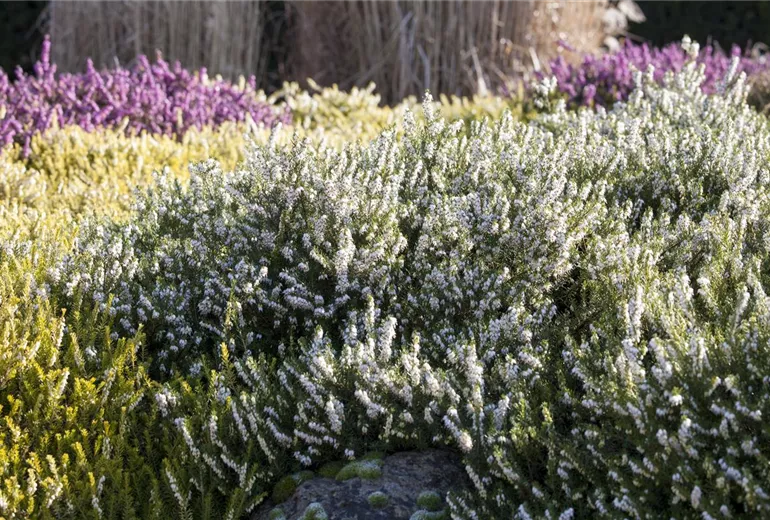 Erica darleyensis