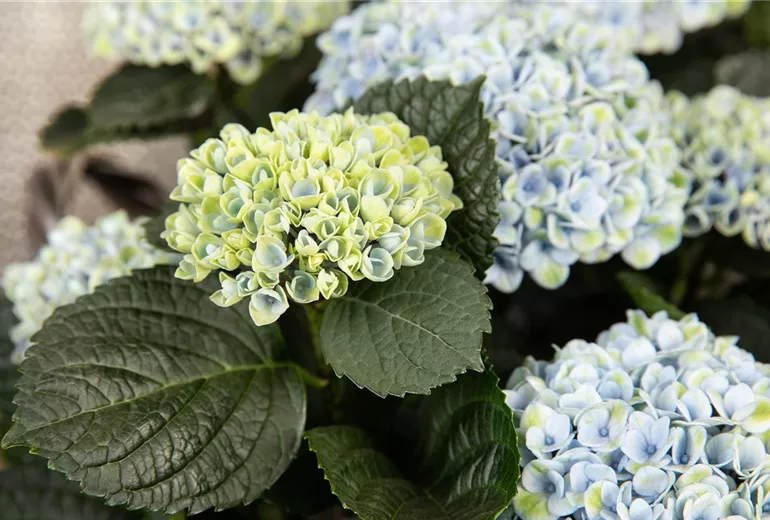 Hydrangea macrophylla 'Magical Revolution'®, blau Hydrangea macrophylla 'Magical Revolution'®, blau