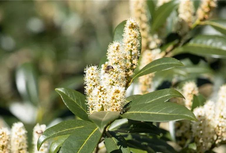 Prunus laurocerasus Prunus laurocerasus