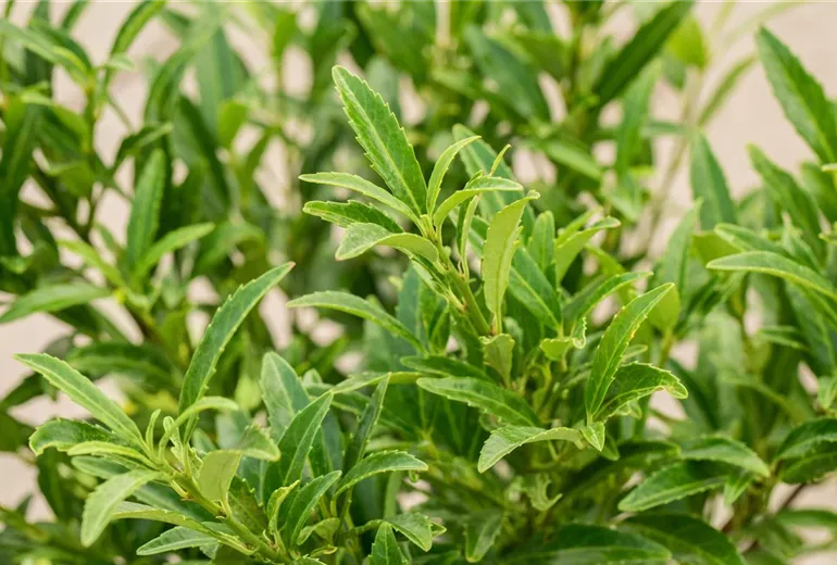 Prunus laurocerasus 'Sofia'® Prunus laurocerasus 'Sofia'®