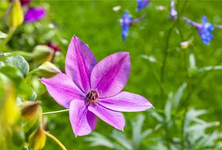 Clematis, rot Clematis, rot