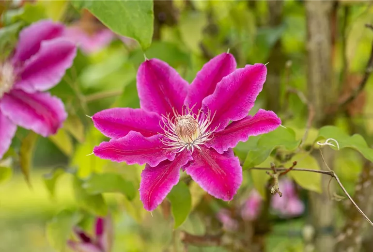 Clematis 'Dr. Ruppel' Clematis 'Dr. Ruppel'