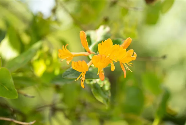 Lonicera tellmanniana Lonicera tellmanniana