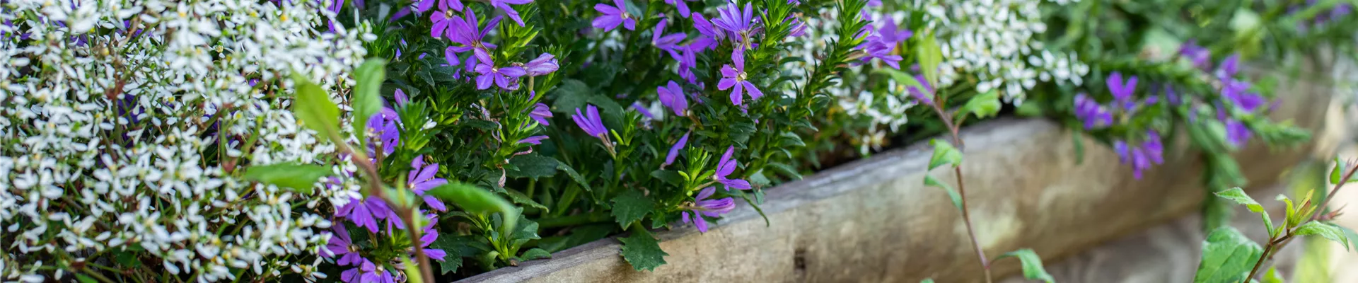 Scaevola saligna Scaevola saligna