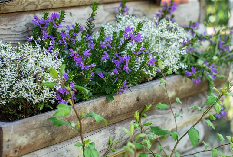 Scaevola saligna Scaevola saligna