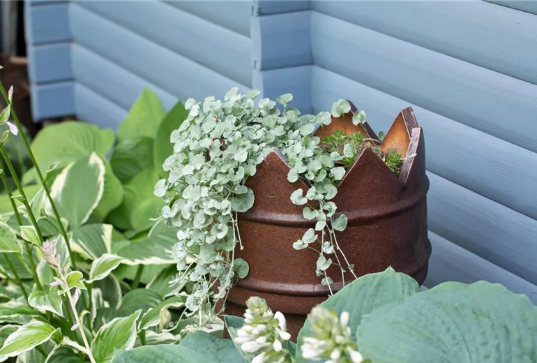 Dichondra argentea Dichondra argentea