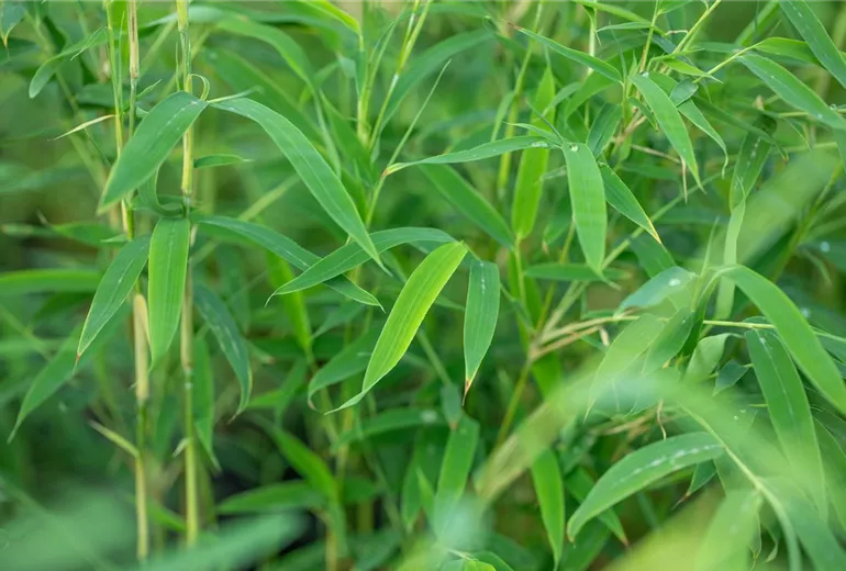 Fargesia rufa Fargesia rufa