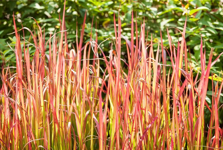 Imperata cylindrica 'Red Baron'