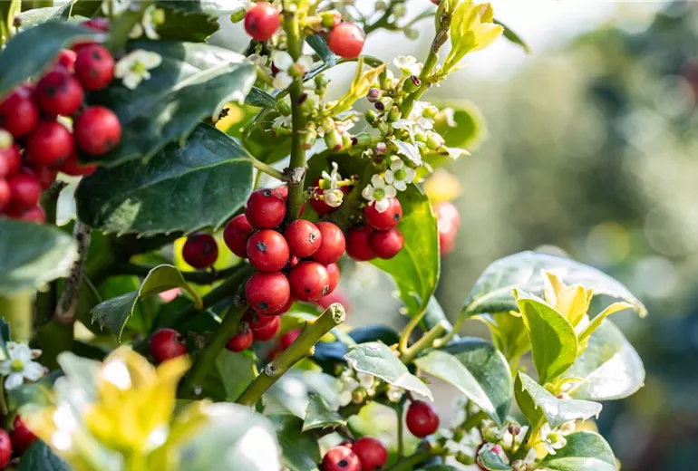 Ilex aquifolium Ilex aquifolium