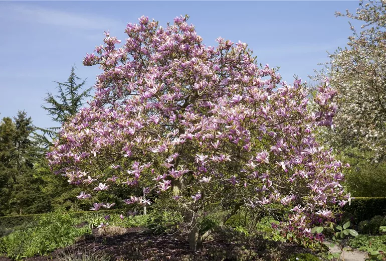 Magnolia 'Galaxy' Magnolia 'Galaxy'