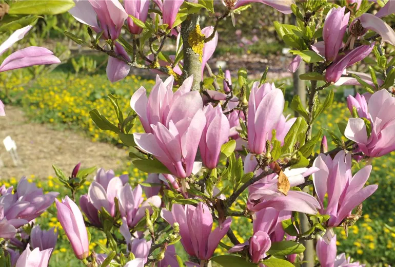 Magnolia x brooklynensis Magnolia x brooklynensis