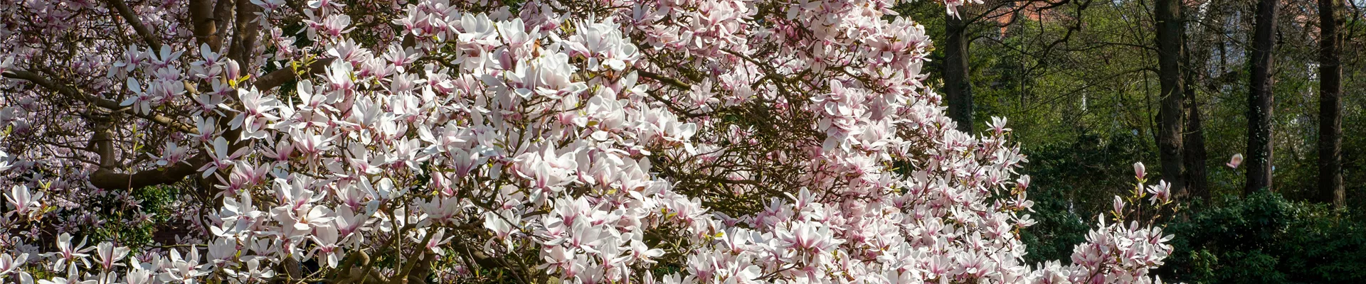Magnolia Magnolia