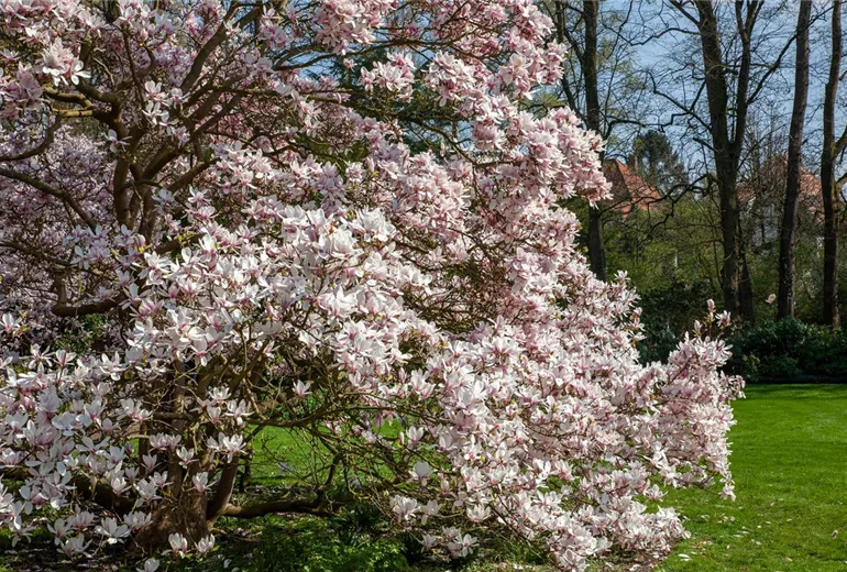 Magnolia Magnolia