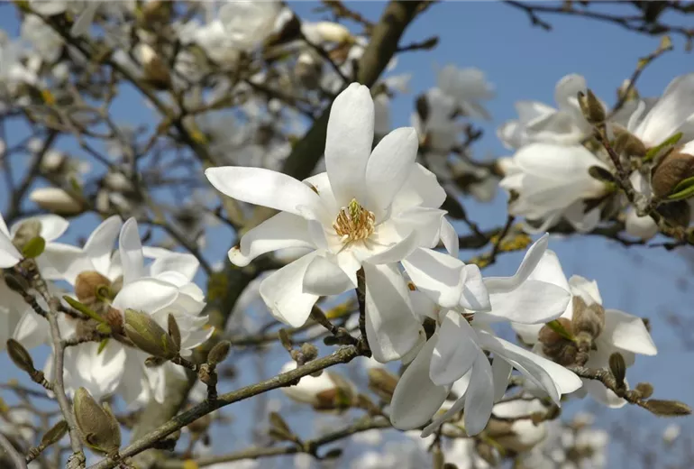 Magnolia x loebneri 'Donna' Magnolia x loebneri 'Donna'